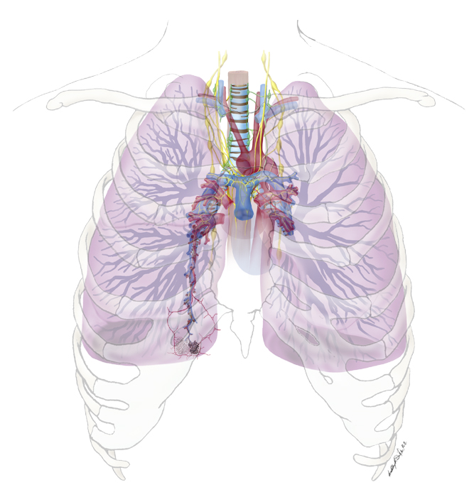 Pulmonary Anatomy