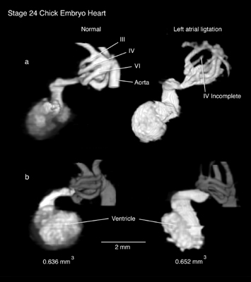 MR imaging of chick embryo heart anatomy