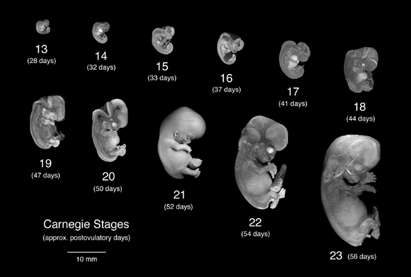 MRI images of human embryos from day 28 through 56