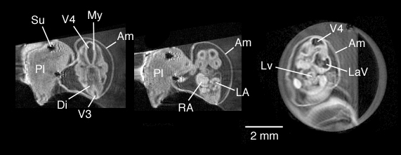 In-vitro MRI of Mouse Embryo