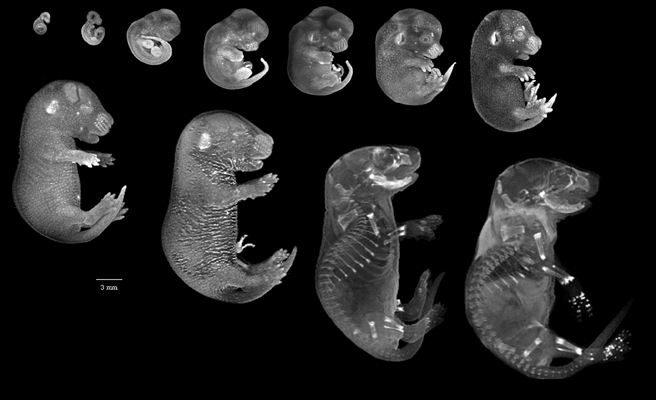 Mouse embryos stages 9.5 through newborn