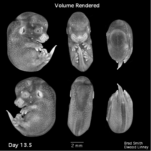 Volume rendering of a day 13.5 mouse embryo