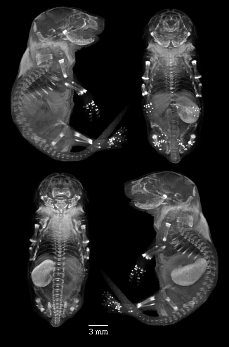 MRI of mouse neonate