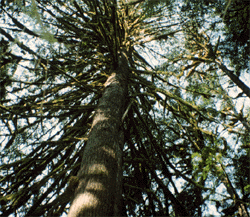 Old growth forest image