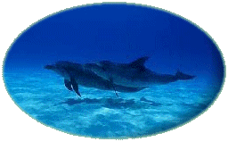 Two dolphins swimming 
along the ocean floor