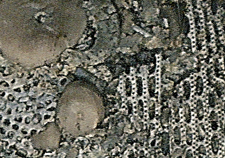 Fenestella-bryozoa-well-preserved-tiny-zoecia_Devonian_Arkona-Ontario_jfeliks_1200dpi-sharpen-edges+29cntrst-5brt_cr.jpg