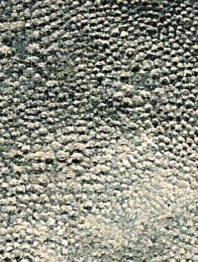Prasopora-bryozoan-colony_Ordovician_Trenton-Limestone-Dolgeville-New-York_jfeliks1200dpi_crop2+40cntrst+10brt.jpg