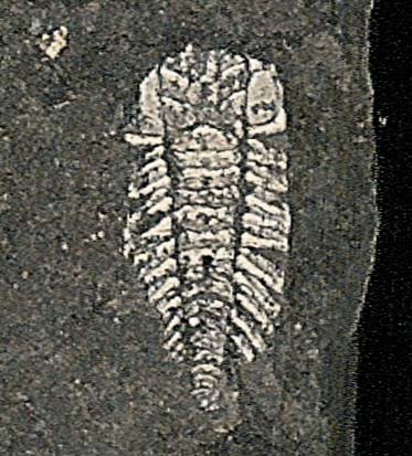 Triarthrus-trilobite-whole_two-sides_Bellefonte-PA_1200dpi.jpg