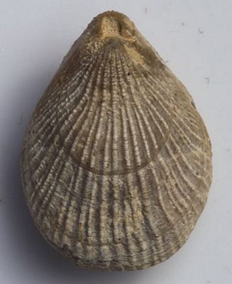 tn_392px-Terebratulina_brachial_valve_Wiltshire, UK-Upper Cretaceous_Wikimedia-Commons_h400.jpg