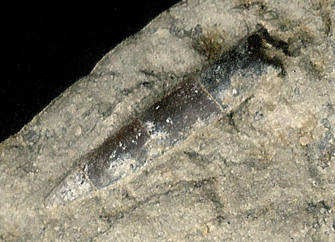 Belemnites_Cretaceous_S.Dakota_jfeliks1977_1200dpi+27cntrst+3brt.jpg