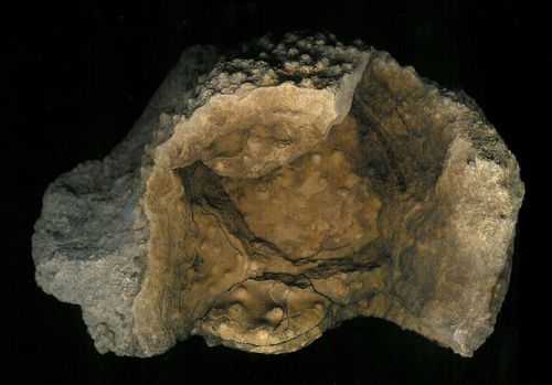 tn_Stromatoporoid-large-showing-internal-structure_Devonian_Alpena-Rogers-City-Michigan_jfeliks_600dpi+23cntrst+8brt.jpg