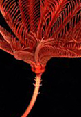 A-red-stalked-sea-lily-crinoid_Proisocrinus-ruberrimus_Wikimedia-Commons-rotate-crop2.jpg