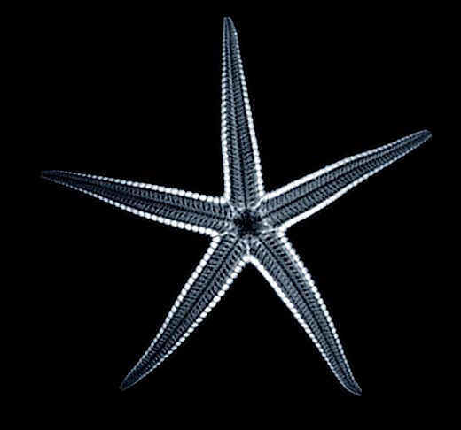 Starfish_Roentgen_X-Ray_01_Nevit_Wikimedia-Commons.jpg