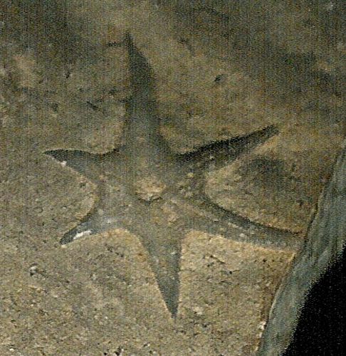 tn_6-armed-starfish_angle1_Mississippian_War-Eagle-Arkansas_jfeliks_1200dpi-crop+32cntrst+9brt.jpg