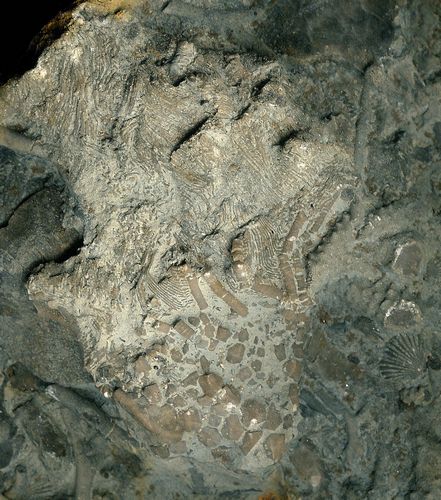 tn_Disarticulating-crinoid-crown-w-brachiopods-&-bryozoa_Ordovician_Cincinnatti-Ohio_jfeliks_1200dpi_+37cntrst.jpg