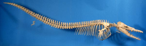 mesonychids skeleton