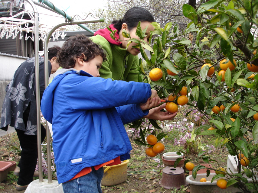 Japanese Orange Picking