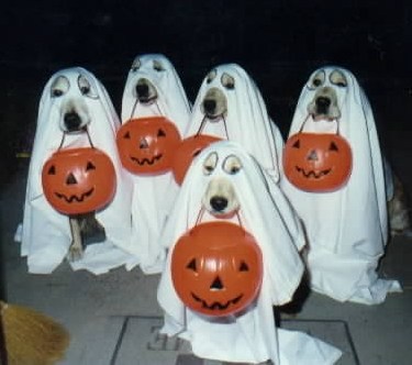 [Sự Kiện] Halloween Halloween-ghosts
