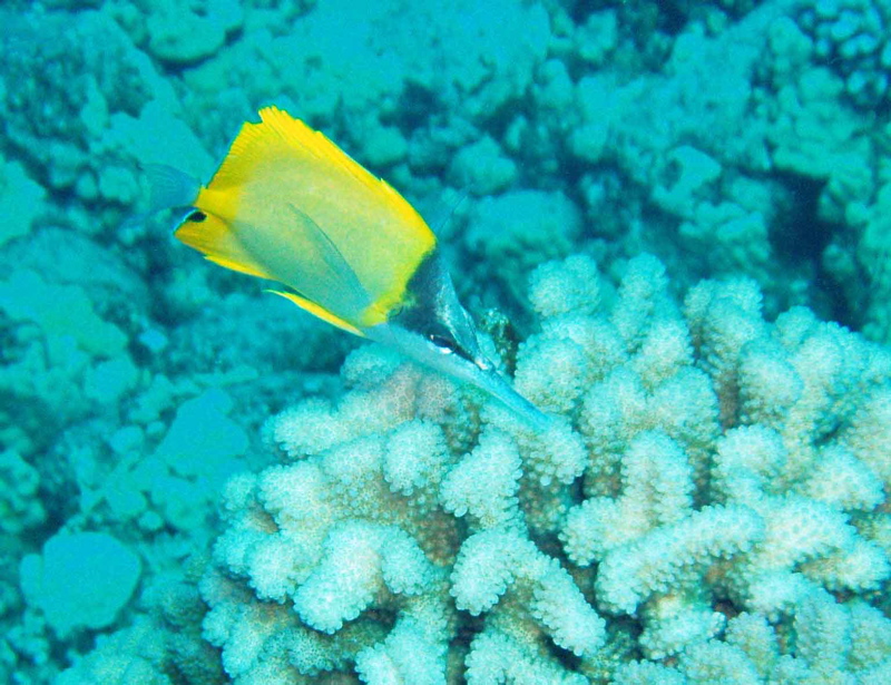 Longnose butterflyfish