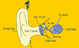[diagram of the inner ear]