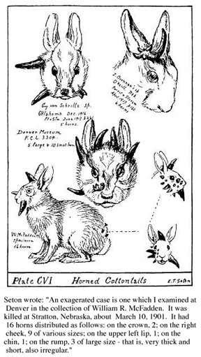 58k jpeg image of infected rabbits