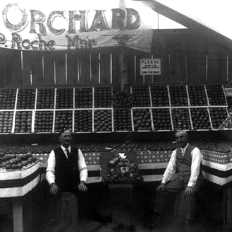 Apples displayed by Wilce & Roche at the annual Empire Fair in 1915
