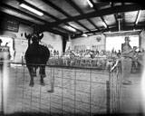 Cattle Auction at the County Fair