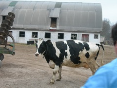 Benson Dairy Farm