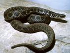Kirtland's snake, coiled on ground