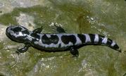 marbled salamander