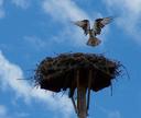 osprey, about to land on nest