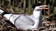 Forster's tern, sitting on nest