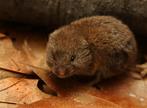 woodland vole, standing on leaves