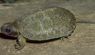 wood turtle, juvenile