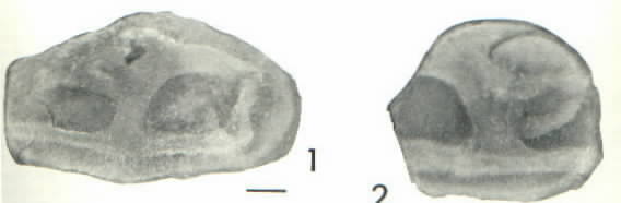 Two other specimens of Etacystis