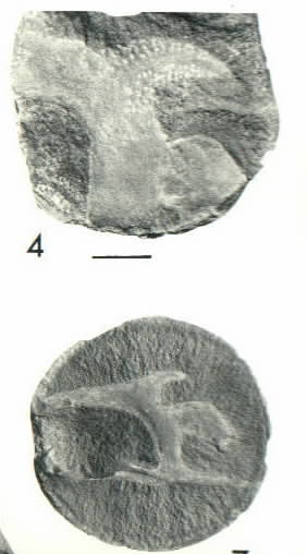 Closeup of Etacystis arms & a complete specimen